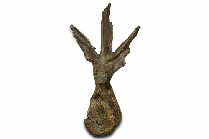Fossil Dinosaur (Triceratops) Dorsal Vertebra - Wyoming #362049